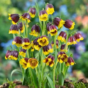 Рябчик Михайловского (Fritillaria michailovskyi), 10 шт (разбор 5/6) - картинка 1