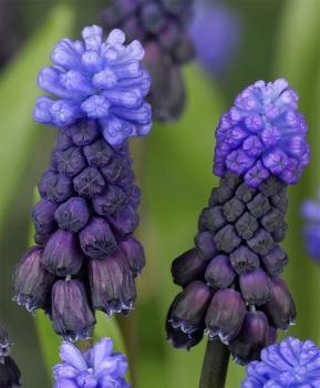 Мускари Латифолиум (Muscari latifolium), 20 шт (разбор 7/8) - картинка 5