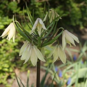 Рябчик Радде (Раддеана) (Fritillaria raddeana), 1 шт (разбор 18/20) - картинка 1