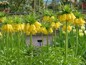 Рябчик императорский Лутеа (Fritillaria imperialis Lutea), 1 шт (разбор 22/24) - картинка 2