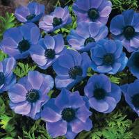 Анемона Де Каен Мистер Фоккер (Anemone de Caen Mr. Fokker), 20 шт (разбор 5/6)