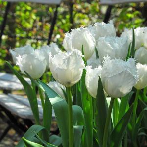 Тюльпан Сван Уинг (Swan Wings), 10 шт (разбор 11/12 - картинка 1