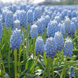 Мускари Арменикум Пепперминт (armeniacum Peppermint), 20 шт (разбор 8/9) - картинка 3