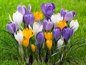 Крокус ботанический смесь (Crocus species Mixed), 25 шт (разбор 5/7) - картинка 1