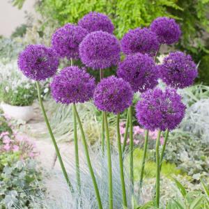 Аллиум Пепл Сенсейшн (Allium Purple Sensation), 15 шт - картинка 2