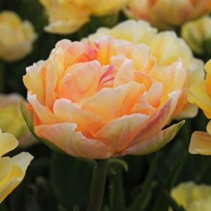 Тюльпан Чармин Леди (Charming Lady), 10 шт (разбор 11/12) - картинка 1