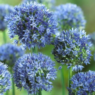 Аллиум Голубой (Allium caeruleum), 25 шт (разбор 5/6)