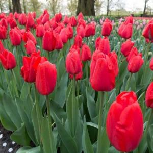 Тюльпан Апельдорн (Apeldoorn), 25 шт - картинка 1