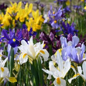 Ирис голландский смесь (Iris hollandica), 20 шт (разбор 8/9) - картинка 2