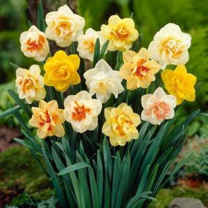 Нарцисс махровый смесь сортов (Narcissus Double Mixed), 25 шт - картинка 2