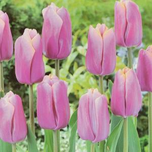 Тюльпан Холланд Бьюти (Holland Beauty), 10 шт (разбор 12/14) - картинка 4