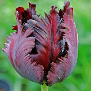 Тюльпан Блек Пэррот (Black Parrot), 10 шт (разбор 12/14) - картинка 1