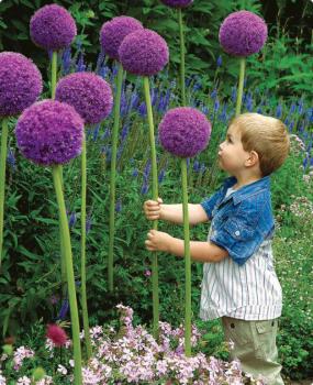 Аллиум Гладиатор (Allium Gladiator), 1 шт (разбор 20/22) - картинка 2