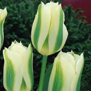 Тюльпан Спринг Грин (Spring Green), 10 шт (разбор 12/14) - картинка 2